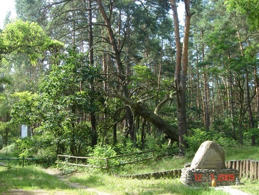 kampinos4